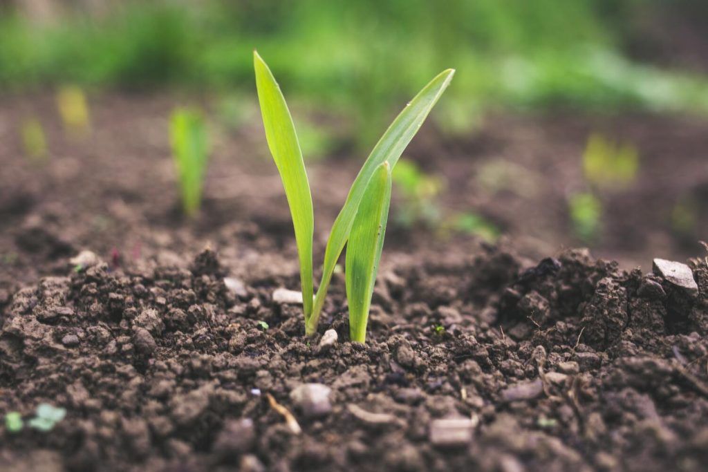 agricultura-ecológica-fitosanitario